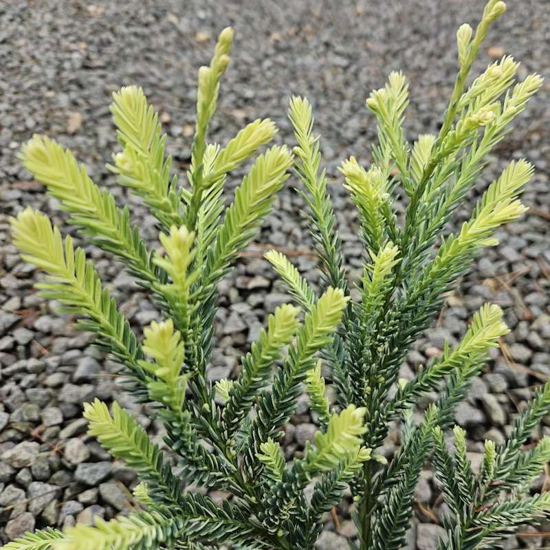 Sequoia sempervirens 'Adpressa' - variegated young leaves