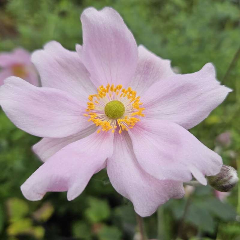 Anemone x hybrida 'Queen Charlotte' - flowers in late summer