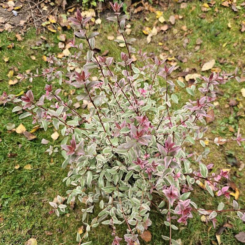 Ugni molinae 'Flambeau' - young plant