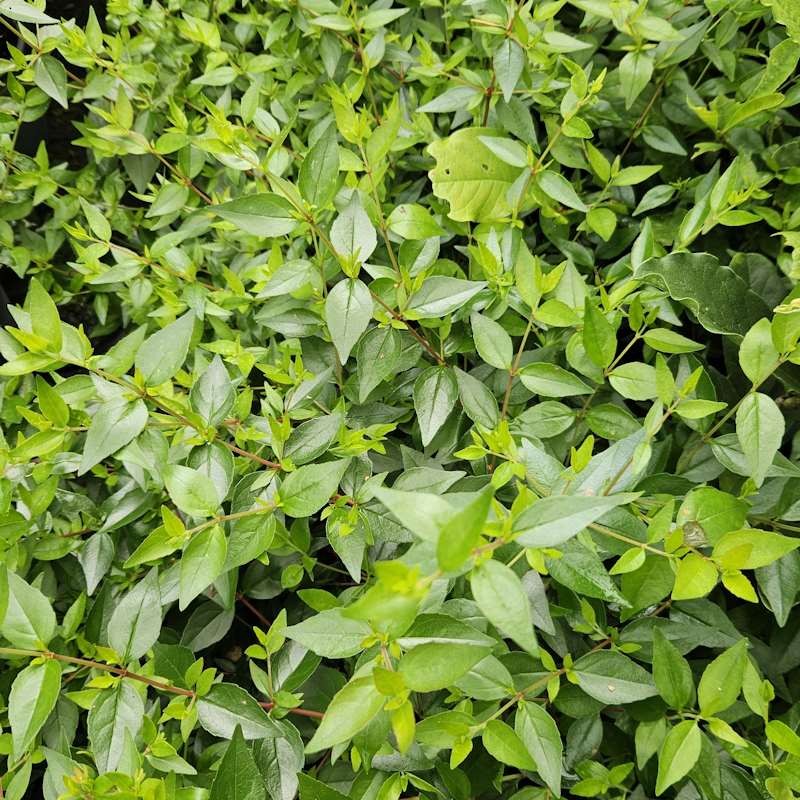 Abelia x grandiflora 'Prostrata' - ark green summer leaves.