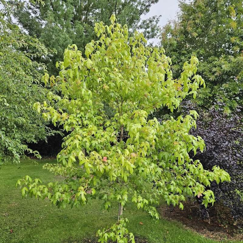 Liquidambar styraciflua 'Golden Sun' - summer foliage