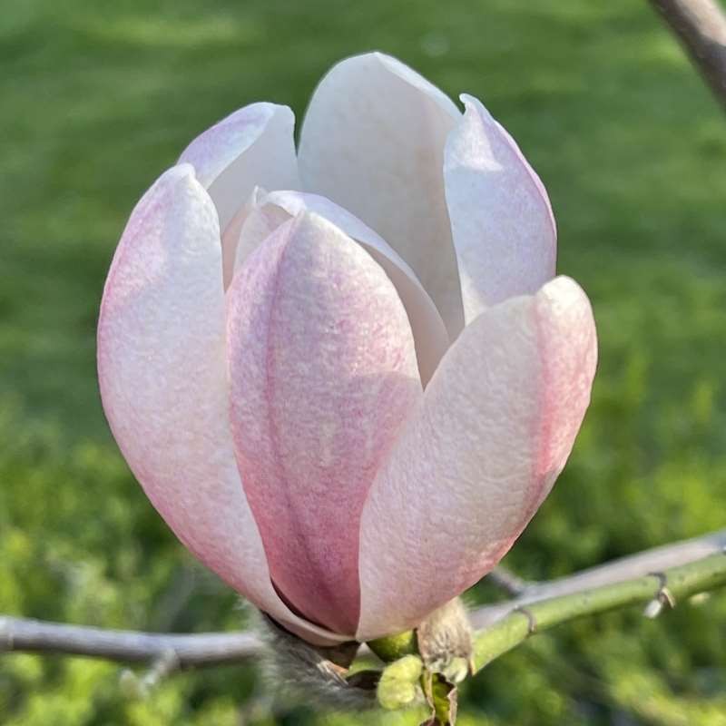 Magnolia 'Columnar Pink' - spring flowers