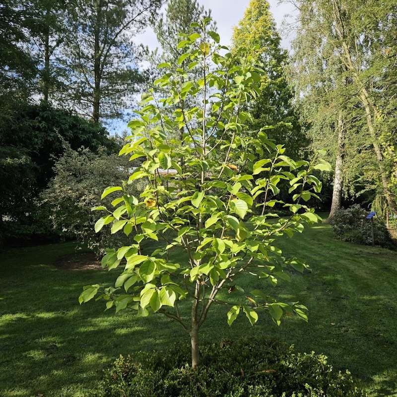 Magnolia 'Columnar Pink' - established plant