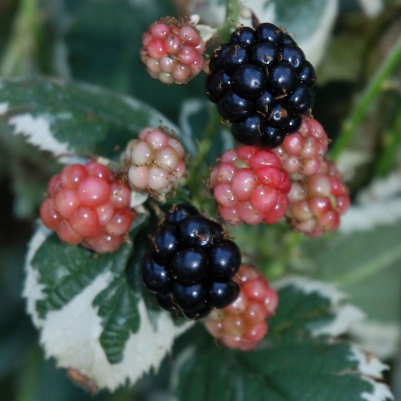 Rubus fruticosus 'Variegatus' - fruit