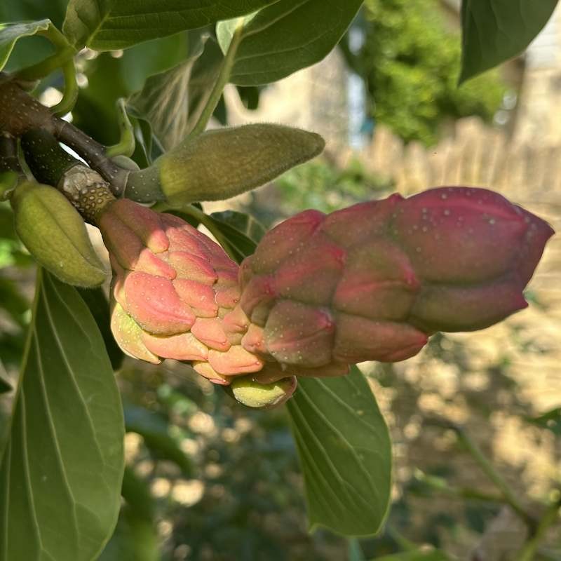 Magnolia 'Sybille'