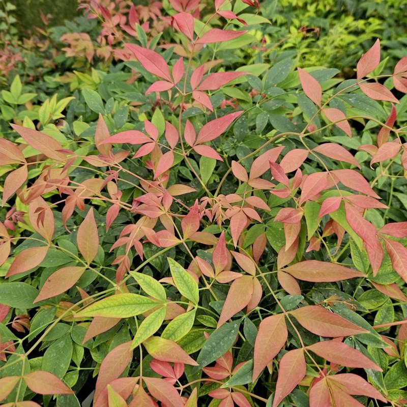 Nandina domestica 'Magical Sunrise'