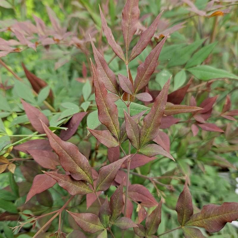 Nandina domestica 'Sunset' - dark purple young leaves in summer