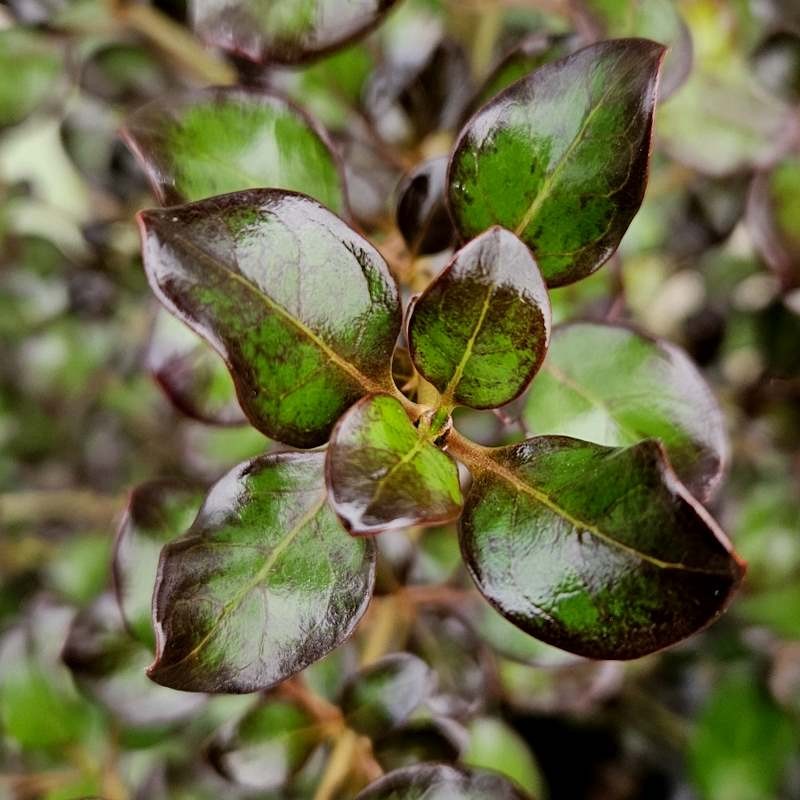 Coprosma 'Purple Haze' - leaves in summer