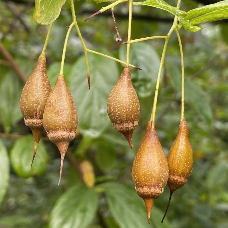 Sinojackia xylocarpa - fruit in late summer and early autumn