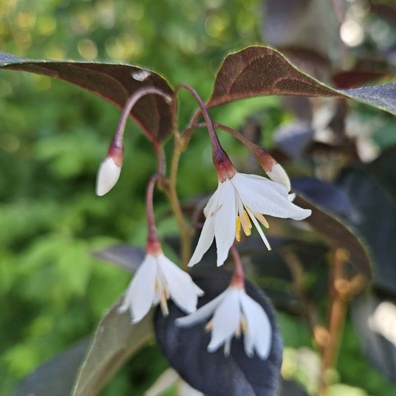 Styrax japonica 'Evening Light'