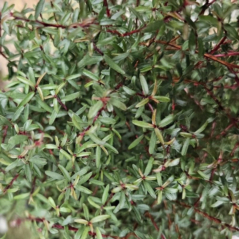 Leptospermum scoparium 'Larouge' - summer foliage