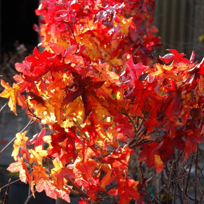 Liquidambar styraciflua 'Gum Ball' - autumn colour