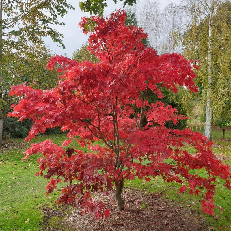 Acer palmatum 'Osakazuki' - autumn colour