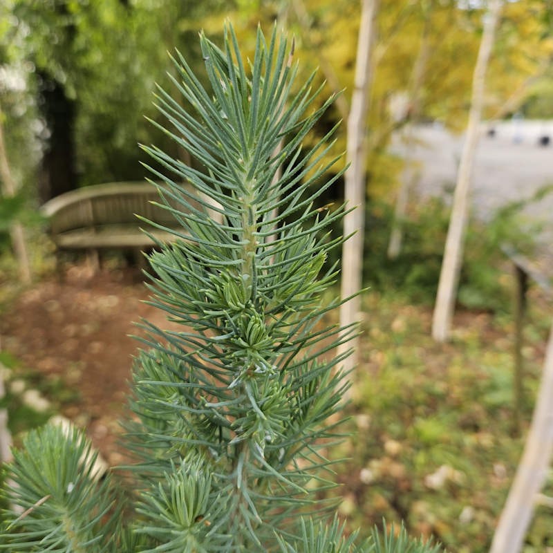 Pinus pinea 'Silver Crest' - juvinile foliage