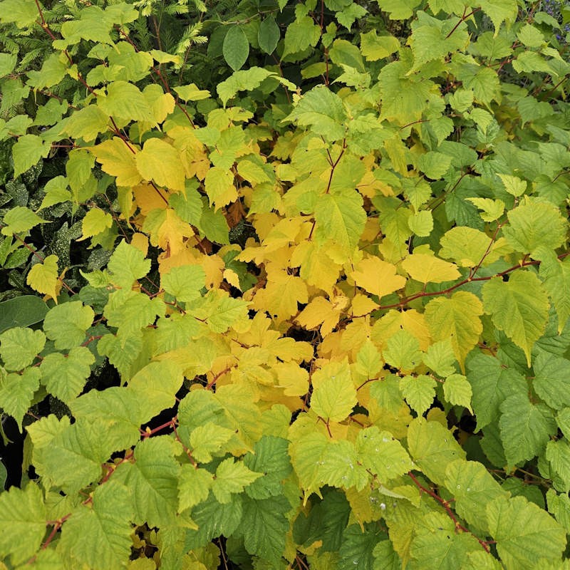 Neillia uekii - autumn colour