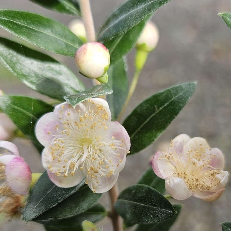 Myrtus communis subsp tarentina - summer flowers