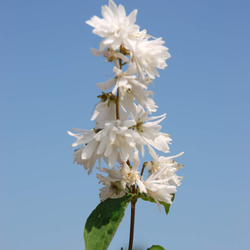 Deutzia crenata 'Pride of Rochester' - early summer flowers