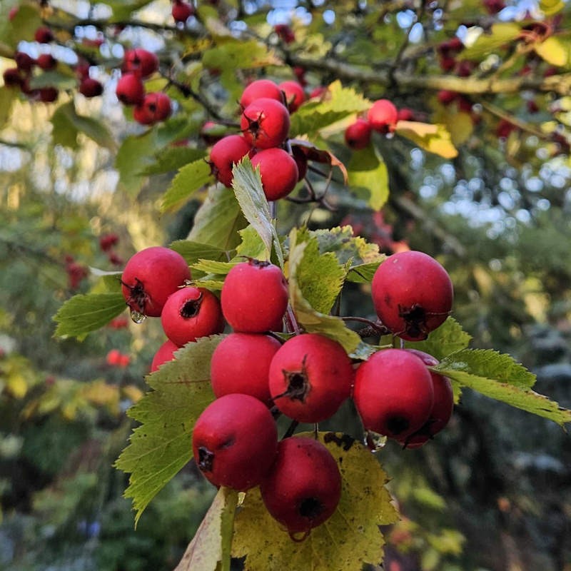 Crataegus durobrivensis - autumn fruit