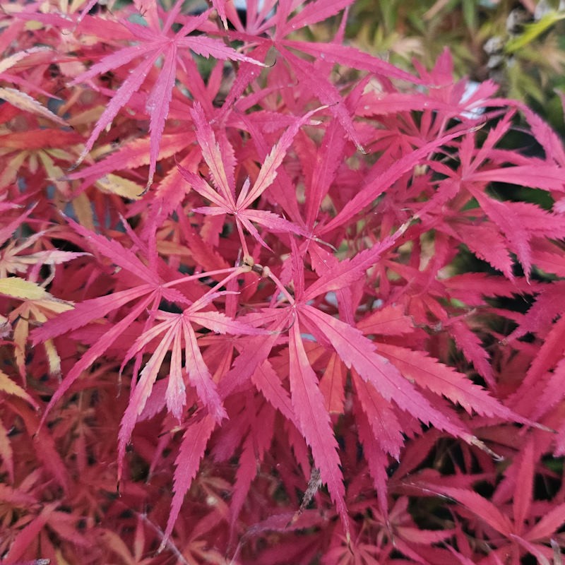 Acer palmatum 'Jerre Schwartz' - autumn colour