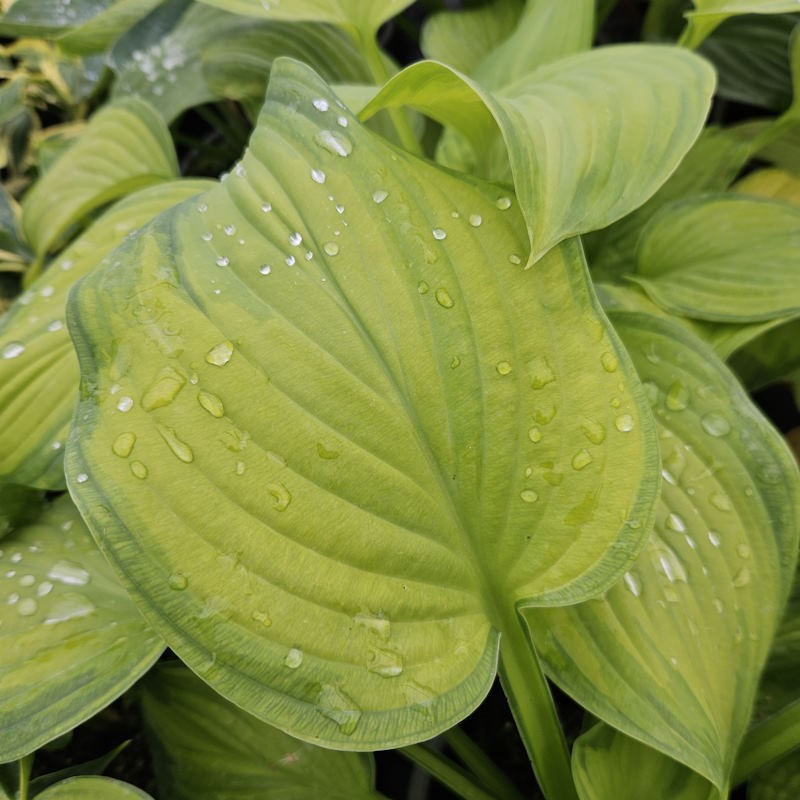 Hosta 'Guacamole' - leaves in summer