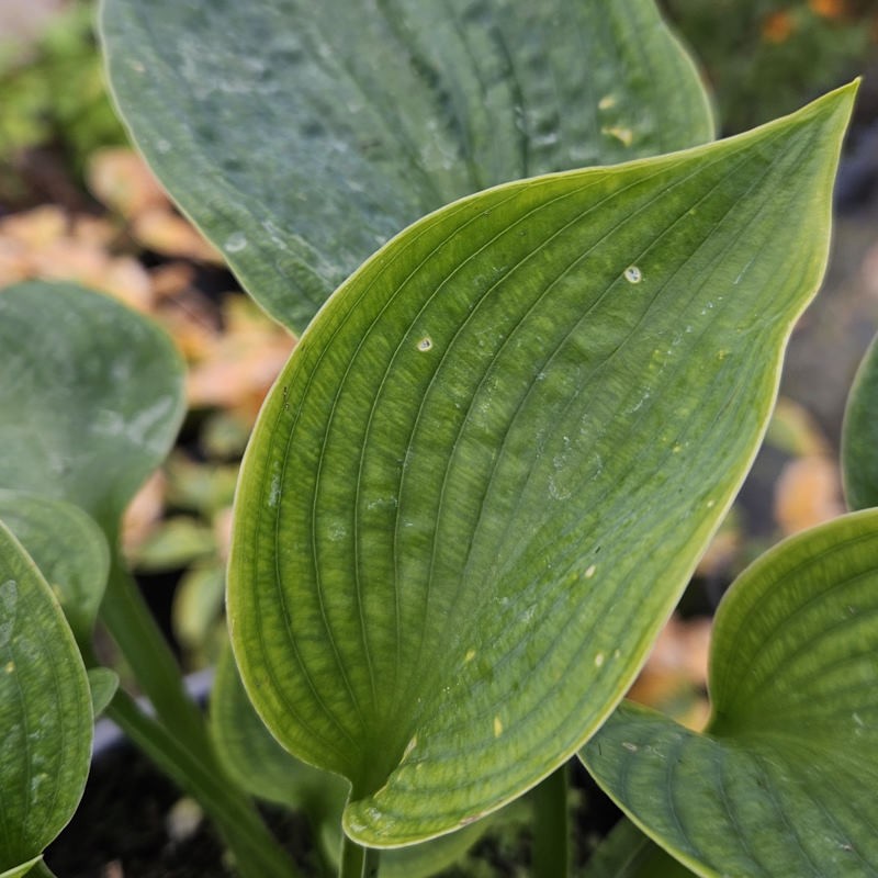 Hosta 'Big Daddy' - leaves in early autumn