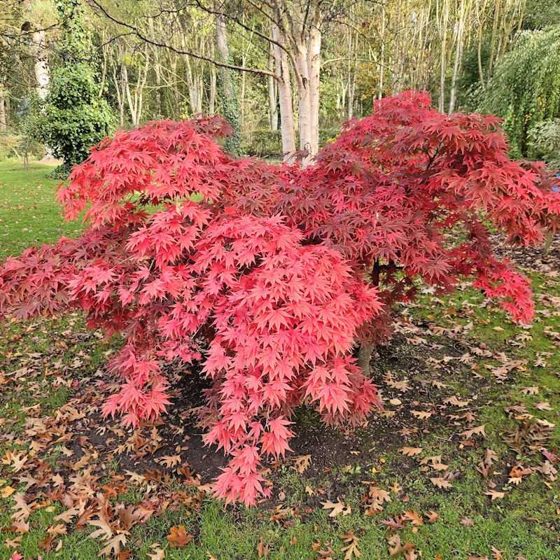 Acer palmatum 'Westonbirt Red' - autumn colour