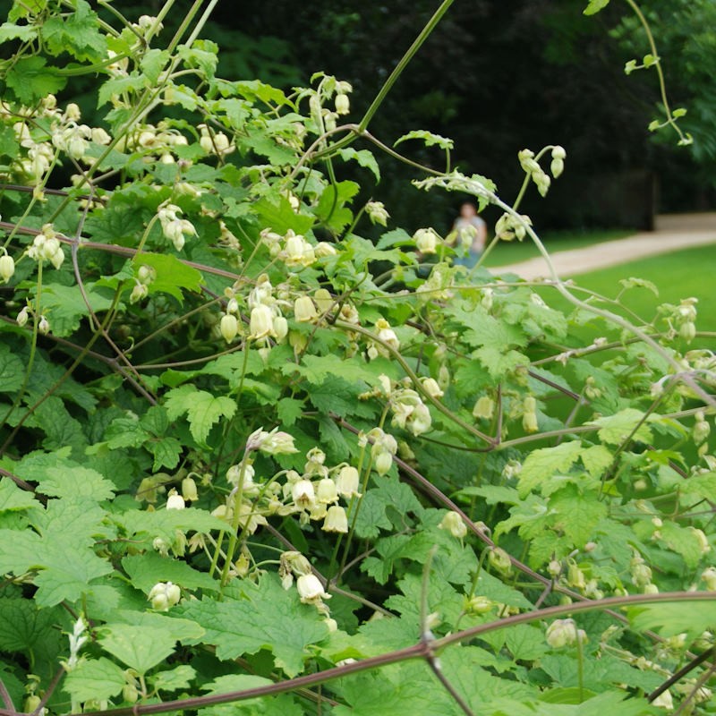 Clematis rehderiana - established plant