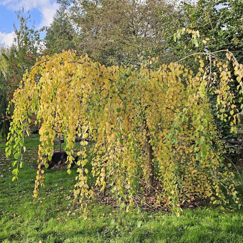 Cercidiphyllum japonicum 'Pendulum' - autumn colour