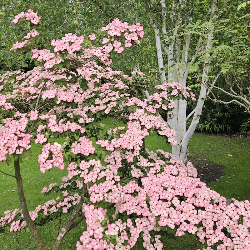 Cornus kousa 'Radiant Rose' - flowers in early summer