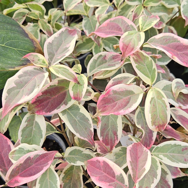 Cornus kousa 'ShiraYuki' - autumn colour