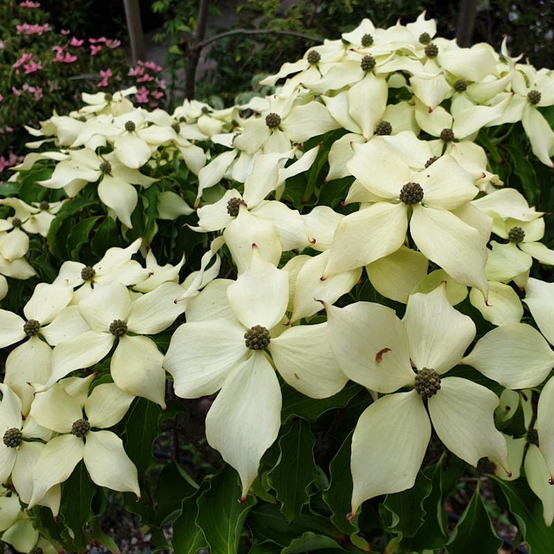 Cornus kousa 'Greensleeves'