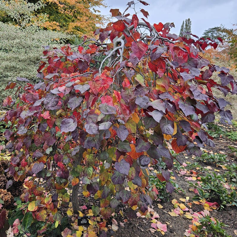 Cercis canadensis 'Ruby Falls' - established tree