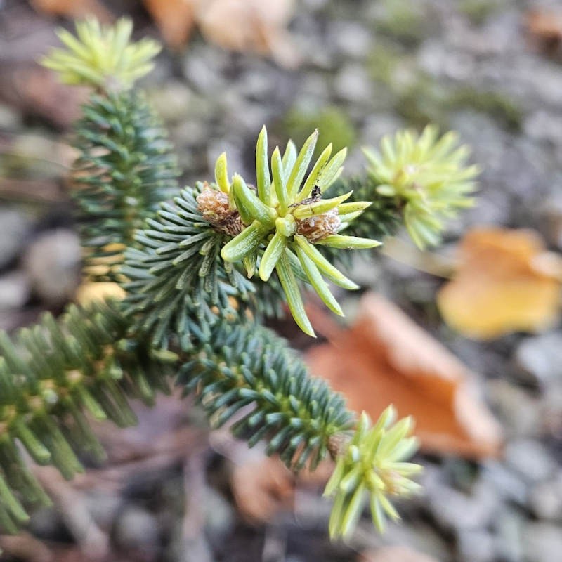 Abies pinsapo 'Aurea'