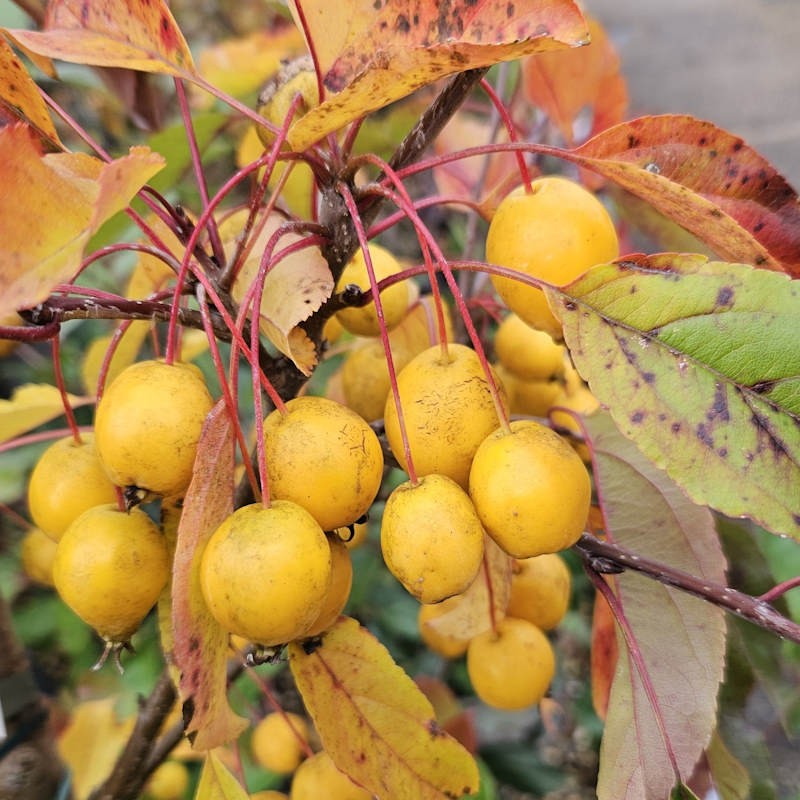 Malus 'Comtesse de Paris' - yellow fruit in autumn