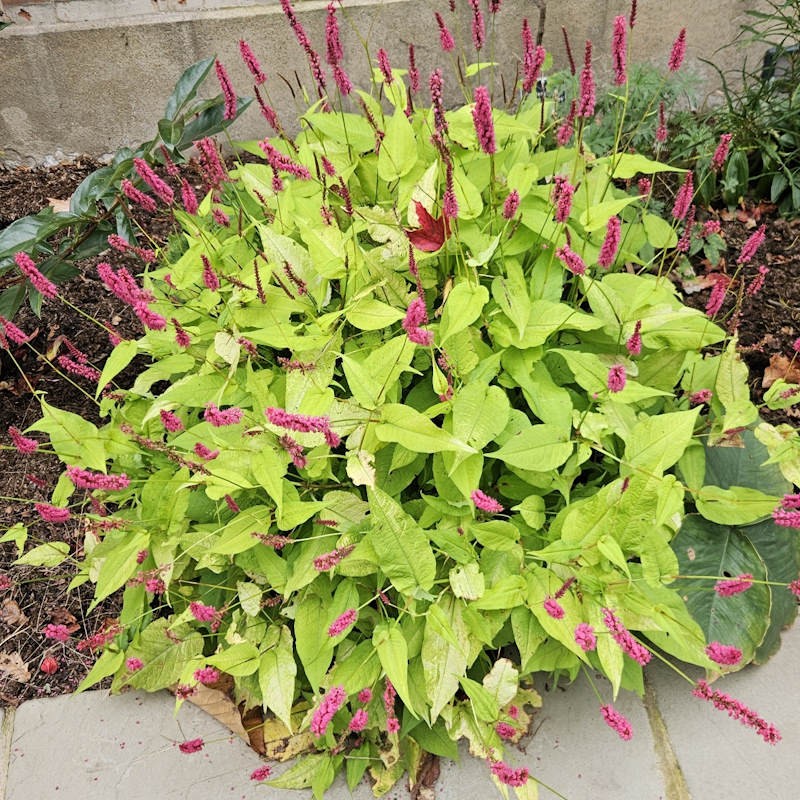 Persicaria amplexicaulis 'Golden Arrow' - flowers in late summer