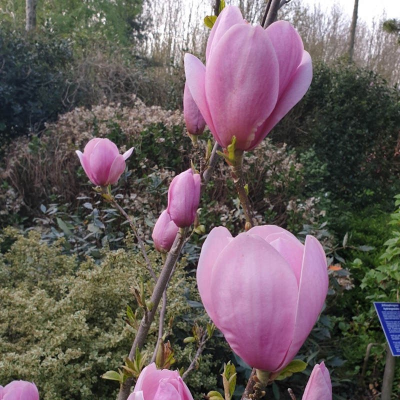 Magnolia 'Cleopatra' - flowers in Spring