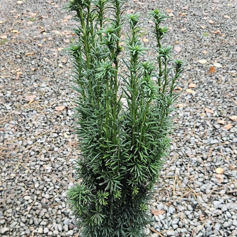 Taxus baccata 'Fastigata' - dark green summer leaves