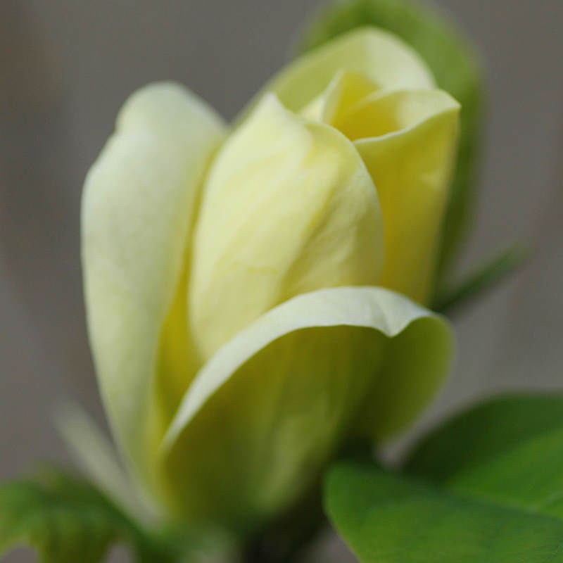 Magnolia 'Yellow Bird' - spring flowers