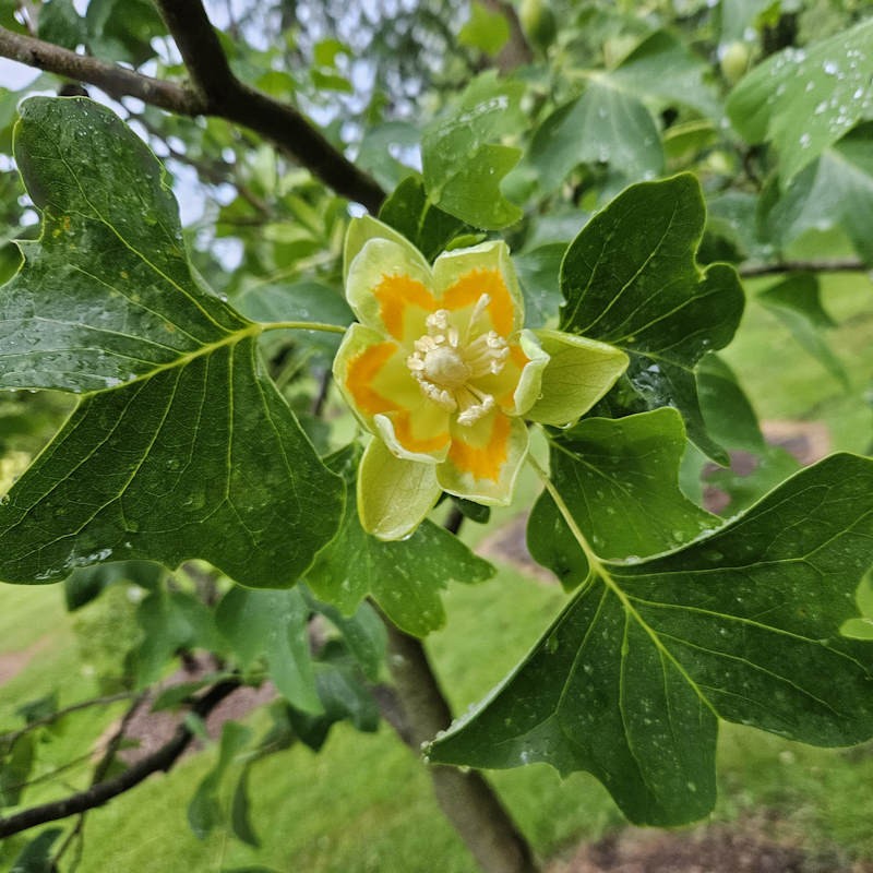 Liriodendron tulipifera 'Crispum'