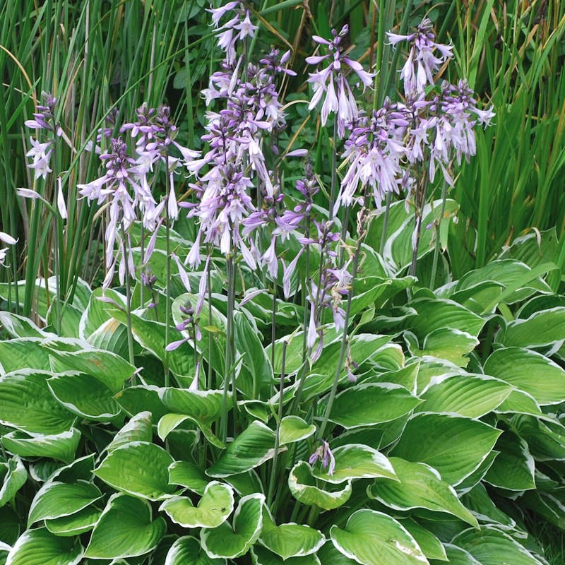 Hosta 'Wide Brim' - flowering in summer