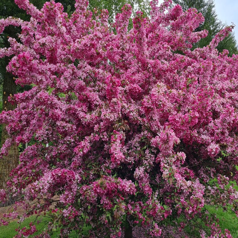 Malus 'Indian Magic' - flowers in late Spring