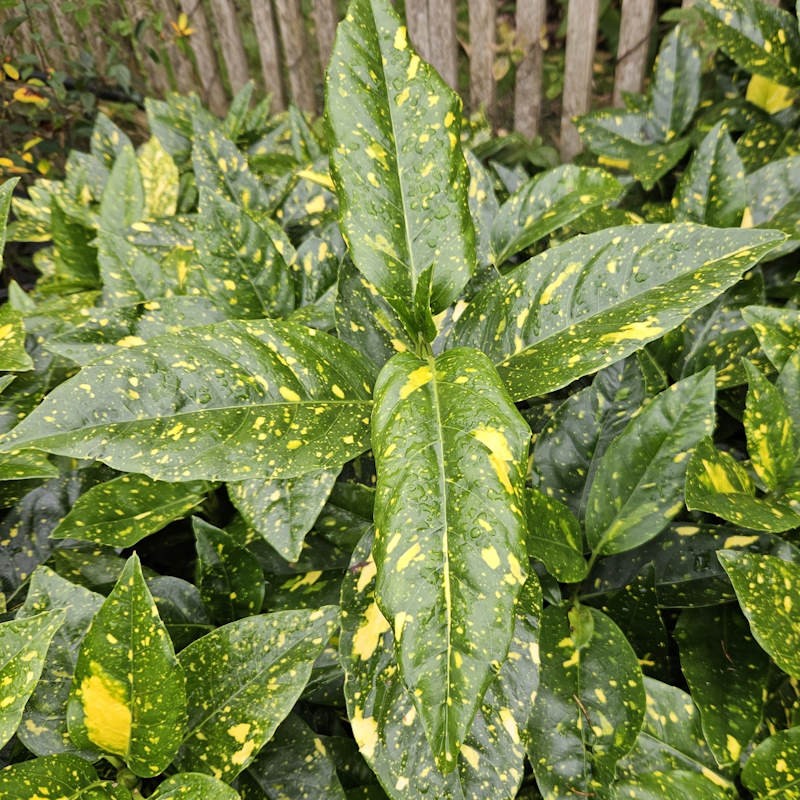 Aucuba japonica 'Crotonifolia' - variegated leaves