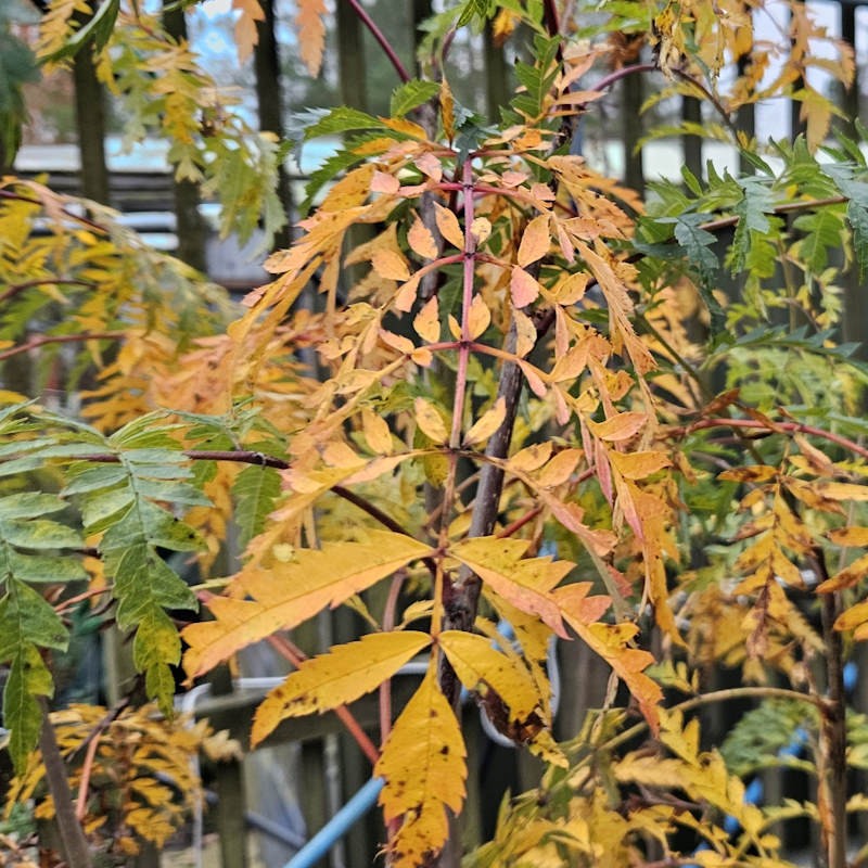 Sorbus 'Chinese Lace' - autumn colour