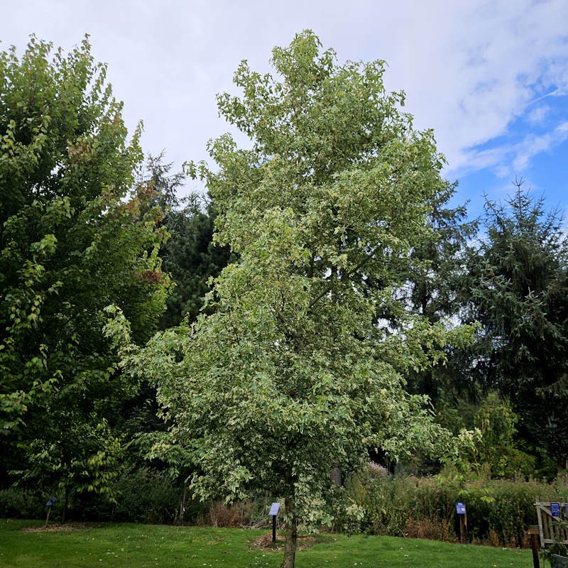 Liquidambar styraciflua 'Manon' - established tree