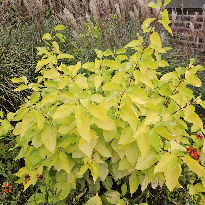 Cornus alba 'Aurea' - established plant