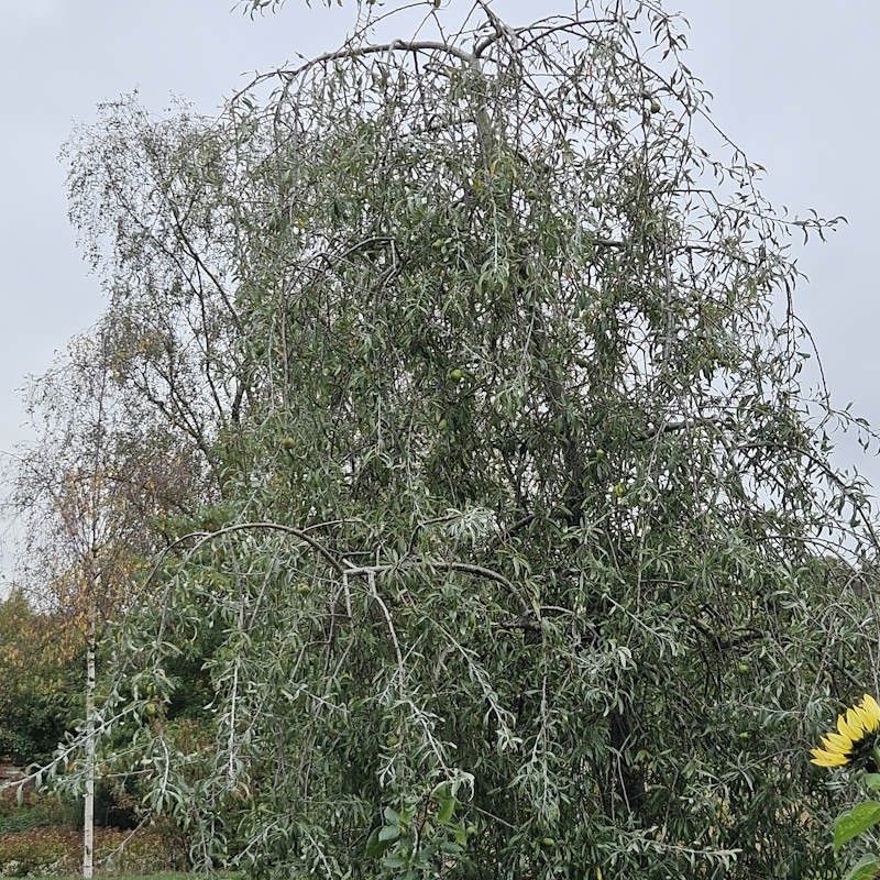 Pyrus salicifolia 'Pendula'