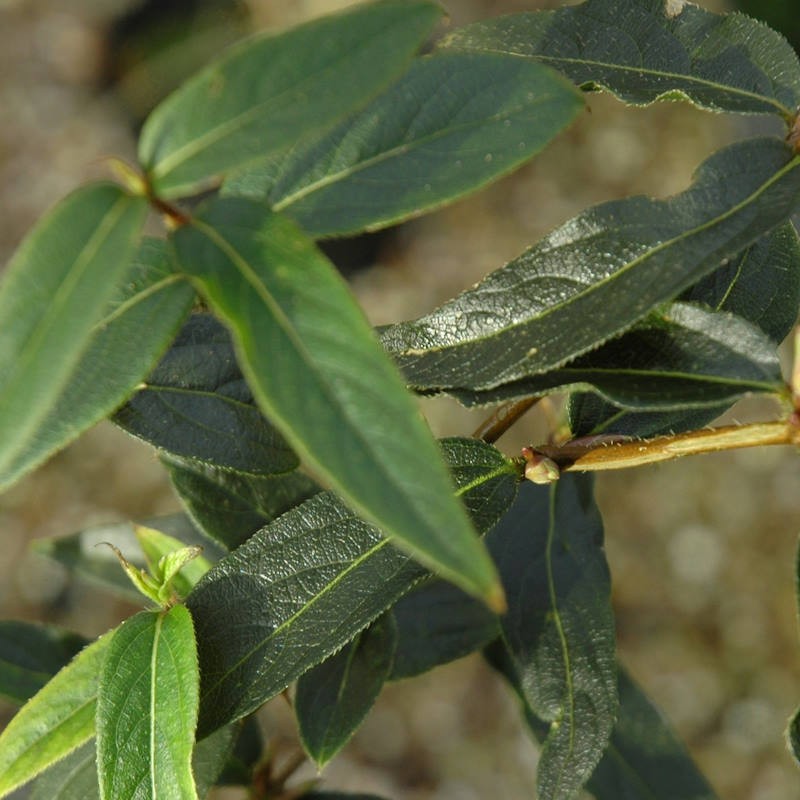 Lonicera standishii  - dark green leaves