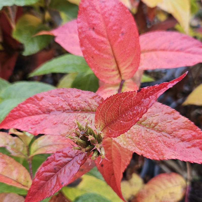 Diervilla sessilifolia - autumn colour