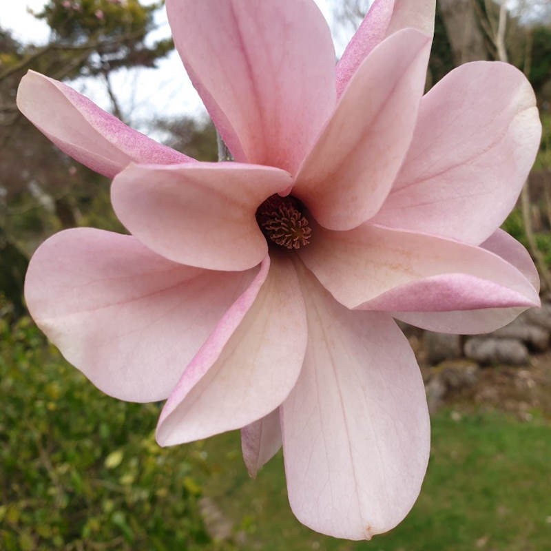 Magnolia x 'Galaxy' - flowers