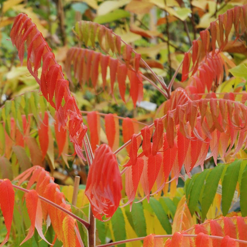 Rhus typhina - autumn colour